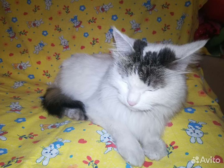 Кошка стерилизованная в добрые руки