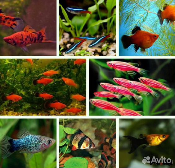 Аквариумы для рыбок и черепашек