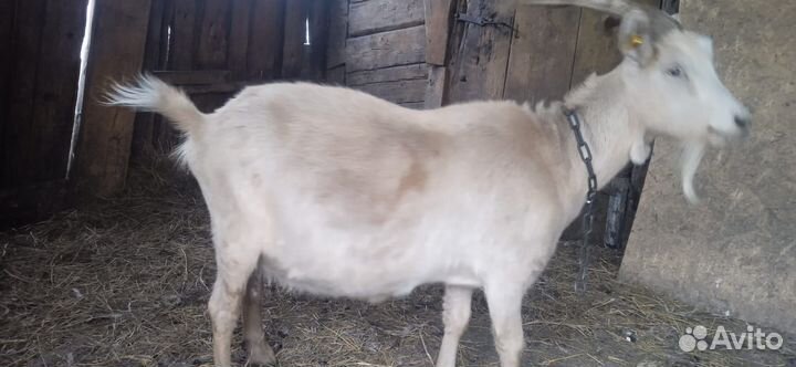 Цыплята брама