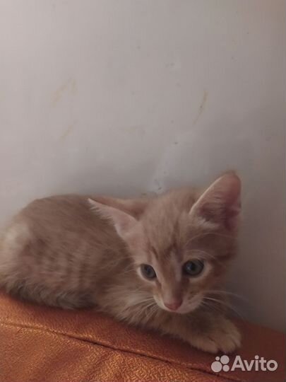 Продам котёнка от домашней кошки, мальчик, 1,5 мес