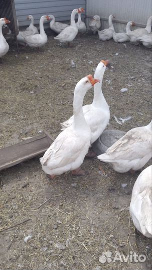Гусь породы 
