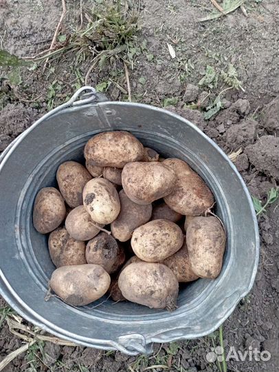Продам картофель домашний