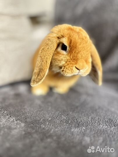 Отдам кролика в добрые руки