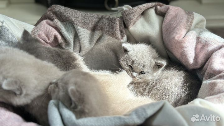 Британские котята