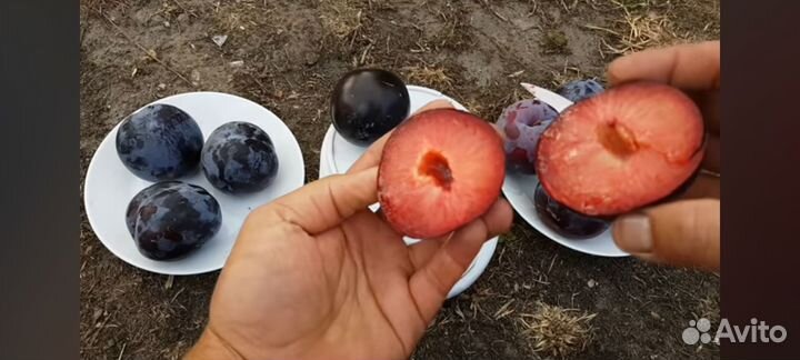 Саженцы Диплоидной Сливы Бербанк Гигант