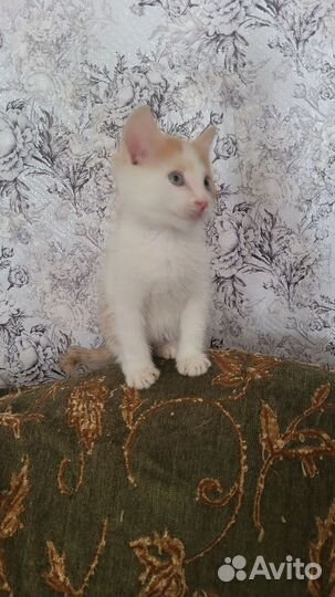 Отдам котика в добрые руки