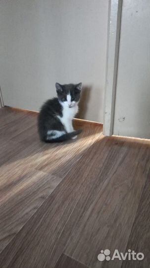 Котята, 2 месяца