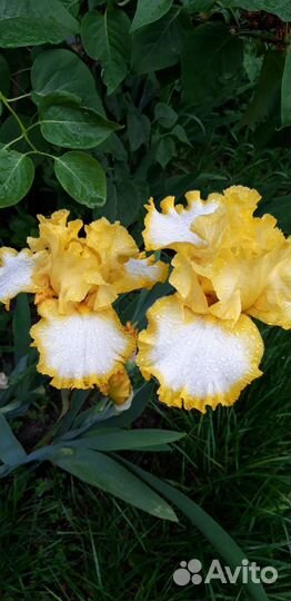 Ирис махровый