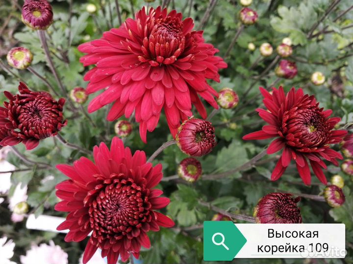 Хризантема корейская
