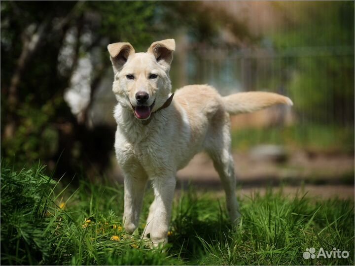 Щенок в добрые руки