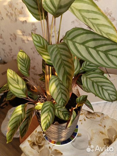 Калатея ктенанта