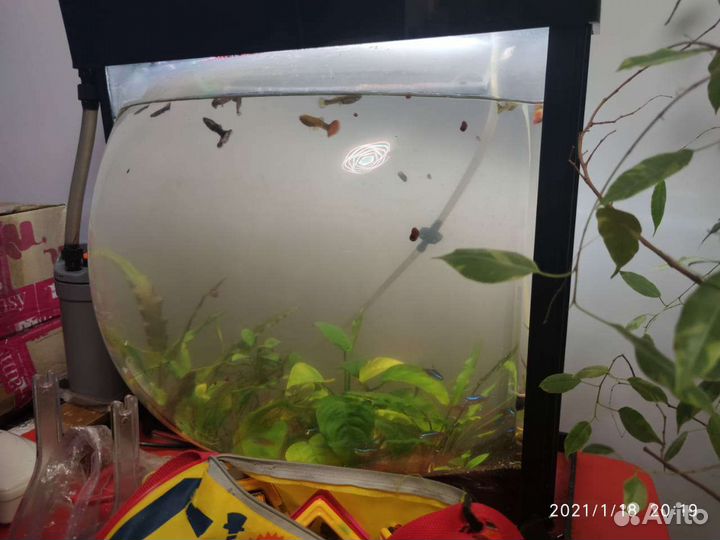 Аквариум на 60 литров