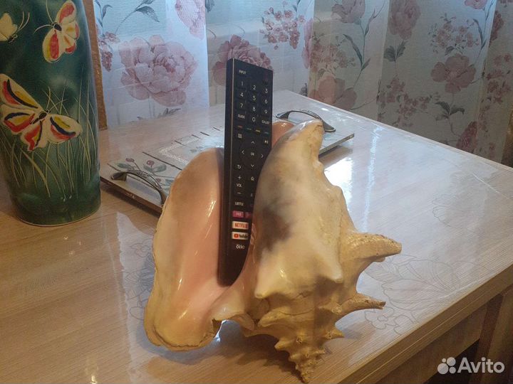 Морские ракушки раковины