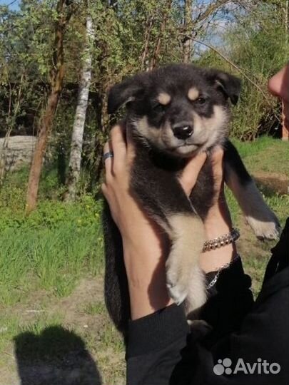 Собака в добрые руки