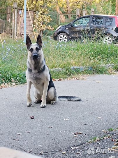 Кобель вео вязка