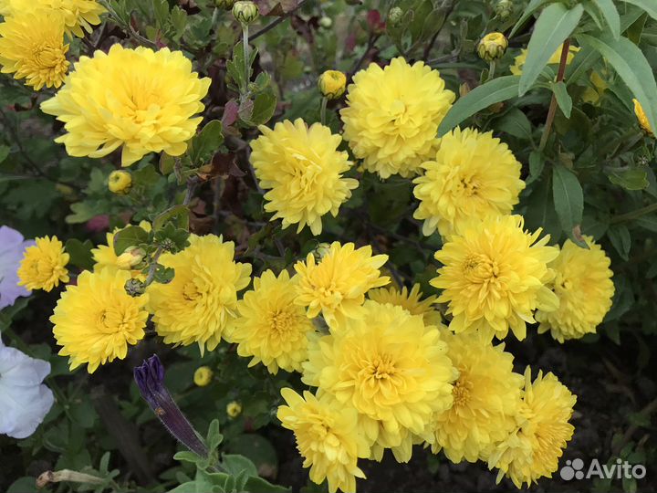 Хризантема