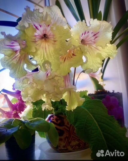 Стрептокарпусы Рарог и Попугай