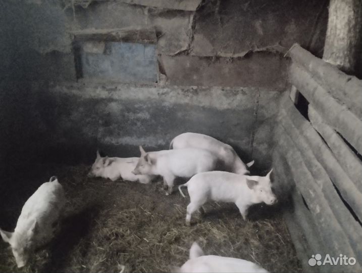 Поросята