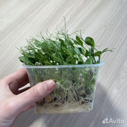 Трава для кошек