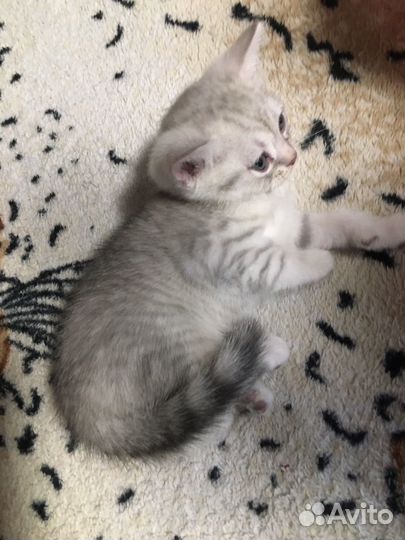 Шотландский котенок