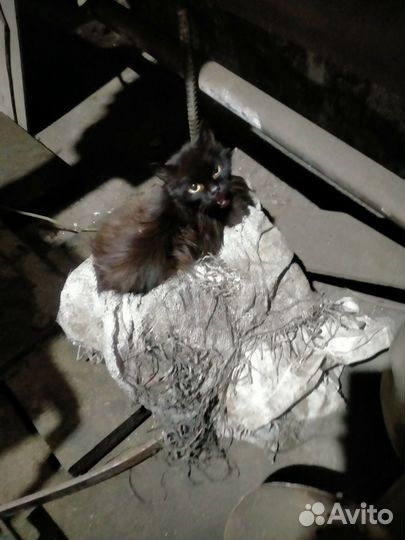 Котенок,девочка