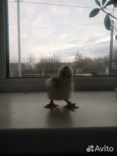 Цыплята брама