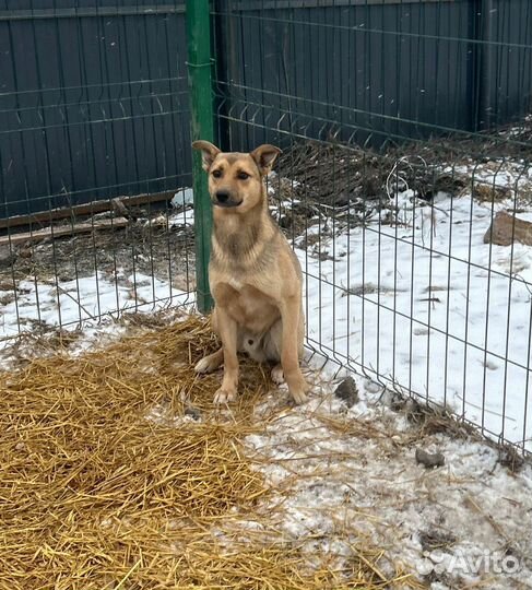 Собака мальчик