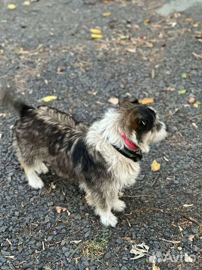 Маленькая собака