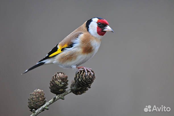 Певчие птицы, щеглы реполов