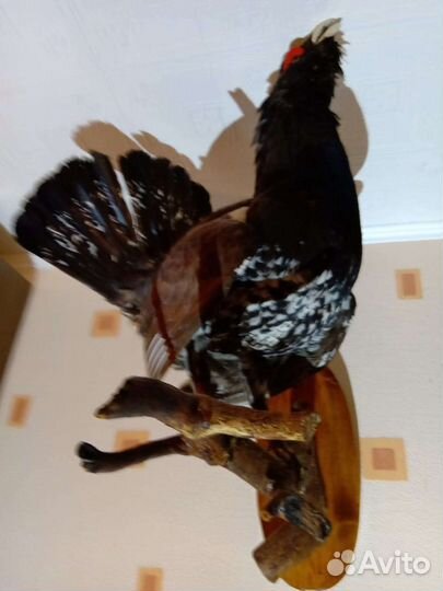 Чучело птицы