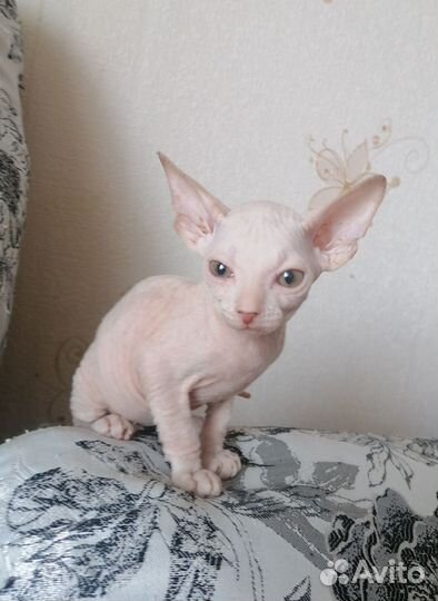 Донской сфинкс