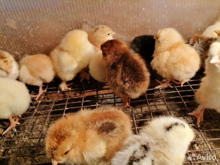 Домашние цыплята