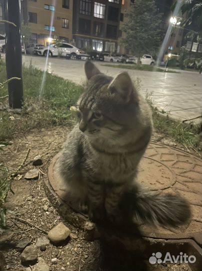 Кот молодой в добрые руки