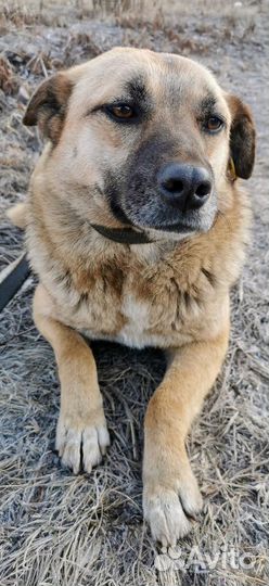 Маленькая собака Мира ищет дом