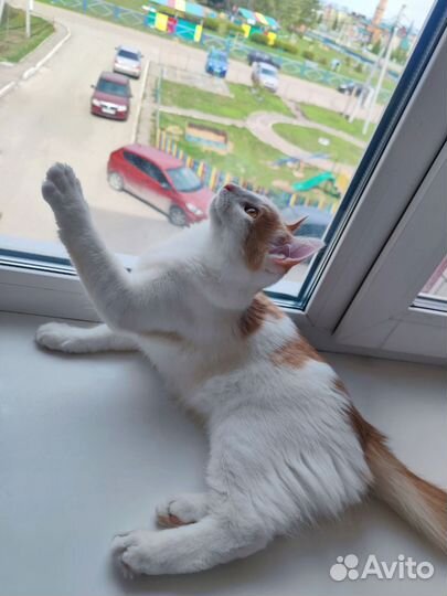 Котенок мальчик ищет дом