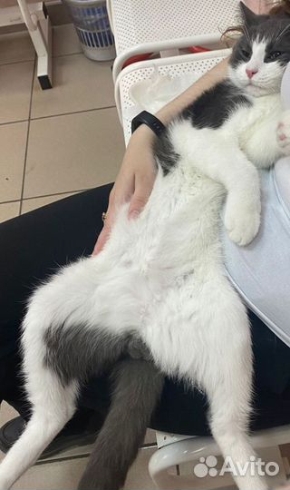 Котик в добрые руки