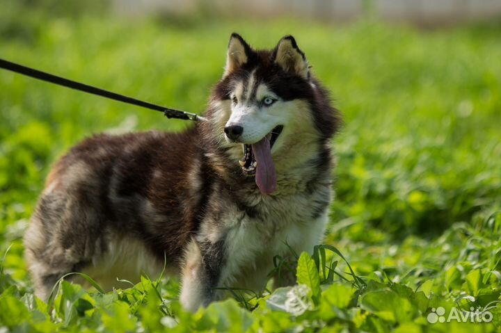 Собака (хаски)