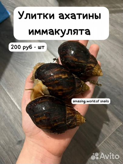 Улитки ахатины