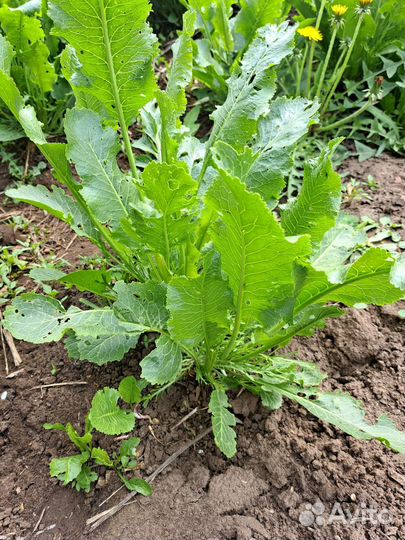 Клубень хрена