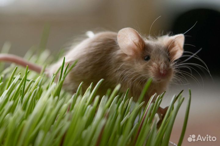 Декоративные мыши