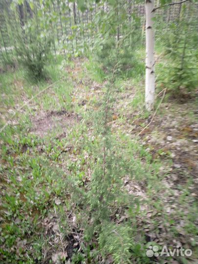 Можжевельник обыкновенный