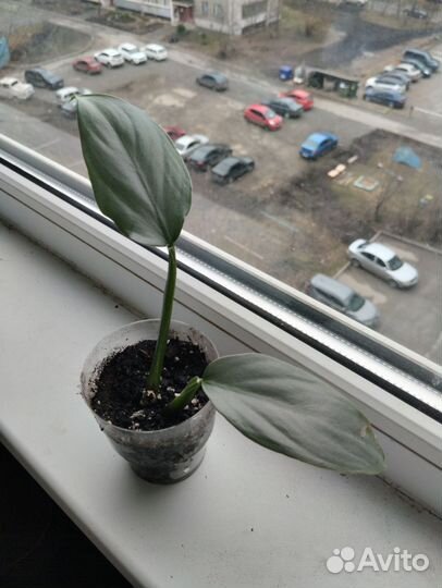 Филодендрон сильвер квин