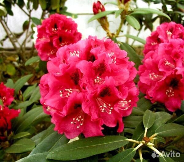 Рододендрон кэтевбинский Грандифлора