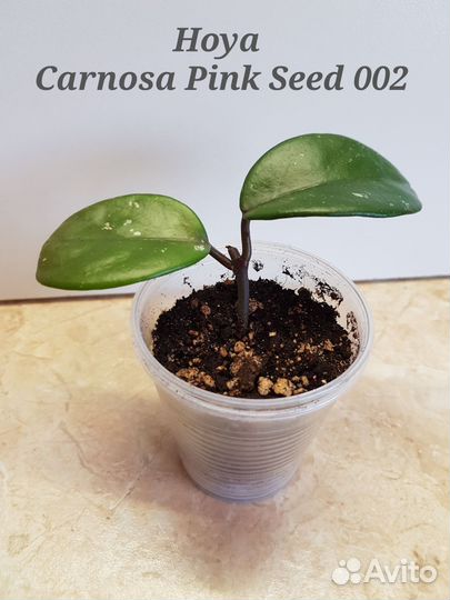 Хойи сортовые (набором)