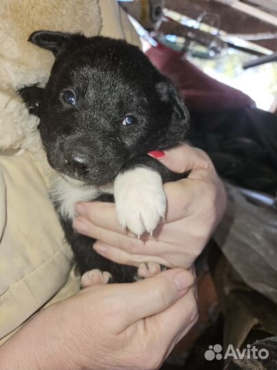 Щенки в добрые руки