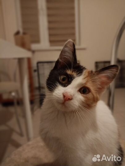 Кошка в дар