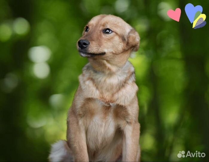 Щенок Истра, 8 мес., милая и нежная