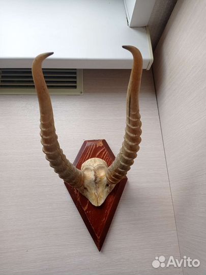Вешалка рога