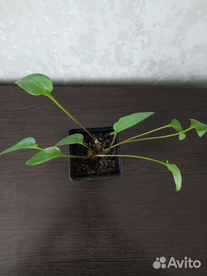 Дримиопсис