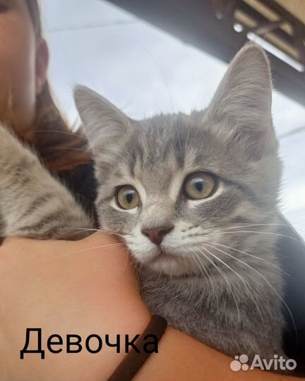 Подарите себе пушистый комочек счастья